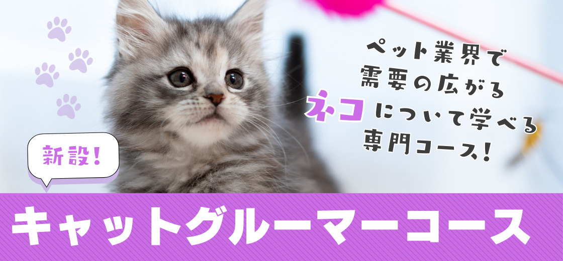 キャットグルーマーコース