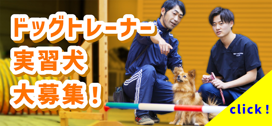 ドッグトレーナー実習犬募集