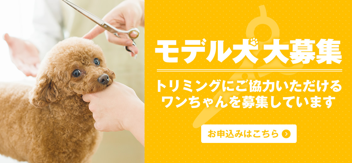 モデル犬大募集